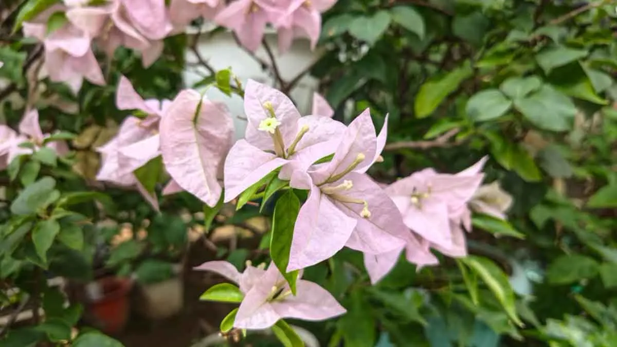 Lenovo Legion Y70 50MP camera sample capturing close-up pink bougainvillea flowers with natural background bokeh